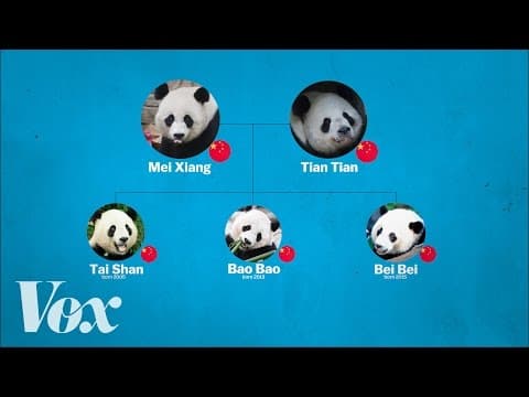 Watch — the history of panda diplomacy