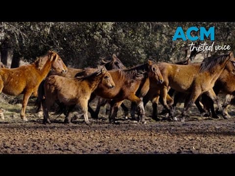 NSW government to consider aerial shooting Kosciuszko feral horse population