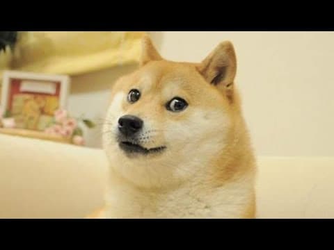 Kabosu, the dog behind the 'doge' internet meme, has died