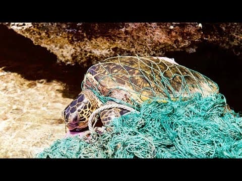 The ocean plastic crisis