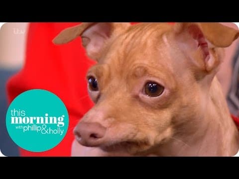 Owner of the World's Most Famous Dog Speaks of His Popularity