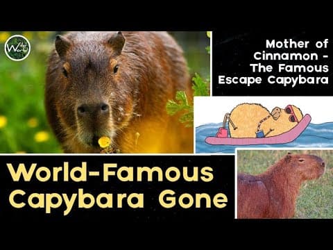 Chincha, Mother of the Escape Capybara, Dies