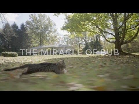 The Miracle of Bub
