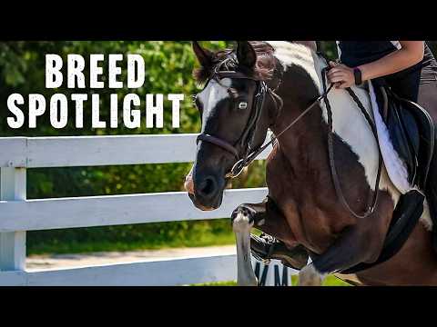 Discover the Chincoteague Pony: Origin, History & Characteristics
