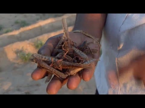 The 2019-21 desert locust upsurge