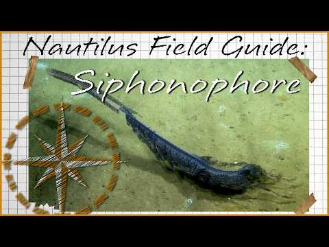 Nautilus Field Guide: Siphonophores | Nautilus Live