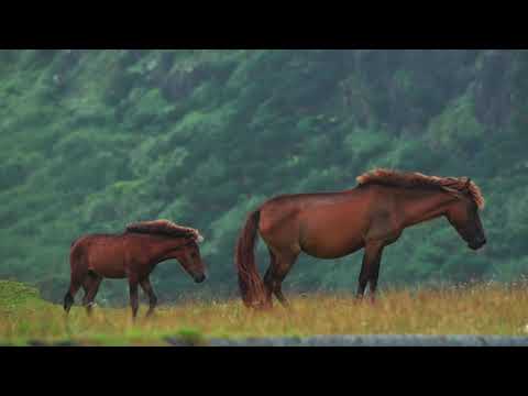 【与那国馬】風のとおり道 The Path of Wind（Harp）【Yonaguni pony】