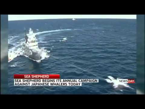 Sea Shepherd launches annual whale campaign in Australia