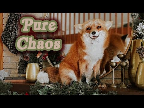 Letting Five Foxes In The House On Christmas