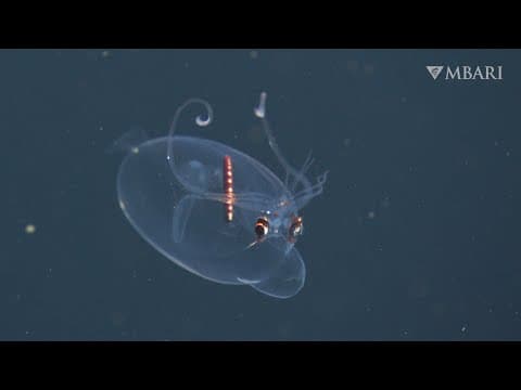 MBARI’s spectacular deep-sea sightings