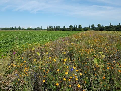 Flower strips for biodiversity (Tiense Suiker)