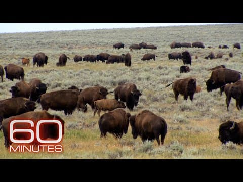Mass Extinction; American Prairie; Gorongosa; Wild Horses | 60 Minutes Full Episodes