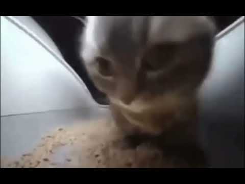 Chipi chipi chapa chapa cat