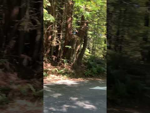 Inside the Headwaters Forest Reserve