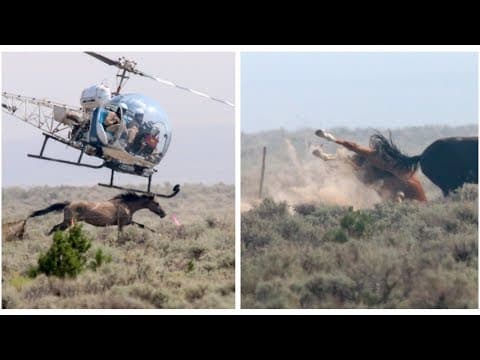 Terrified Wild Horses Are Being Chased By Helicopters That Hover Just Above Their Heads