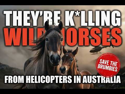 Australia Targeting Wild Horses From Helicopters Leaving Orphaned Foals