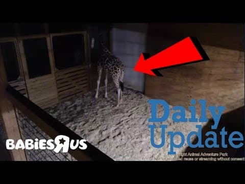 Animal Adventure Park's April the giraffe gives birth!