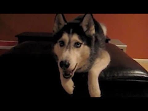 Talking Dog Says 'I love you' - Mishka the Talking Husky