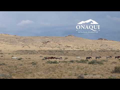 Onaqui North Herd Summer 2025