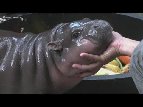 Meet Moo Deng, the viral baby hippo quickly becoming the star of a Thai zoo