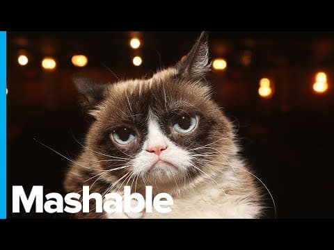 Grumpy Cat, the viral internet sensation, is dead at 7