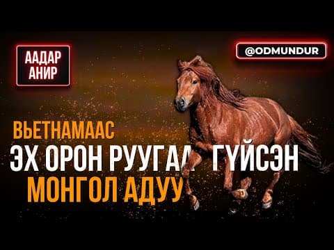 Вьетнамаас эх орон руугаа гүйсэн Монгол адуу - ДЭЭЛТЭЙ АЯЛАЛ