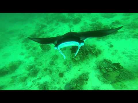 Uepi Island Manta Rays, Solomon islands