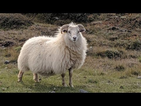 Free-roaming horses & sheeps in the North Icelandic countryside • Skogafoss • Top 10 in Iceland