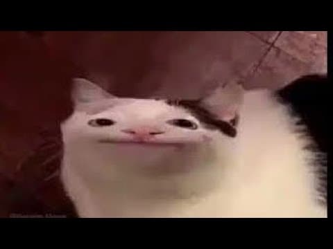 Polite cat does a polite smile