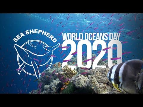 For Sea Shepherd, Every Day is World Oceans Day