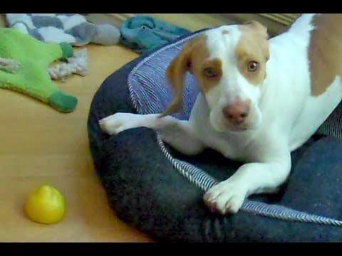 Lemon Beagle Puppy vs. Lemon