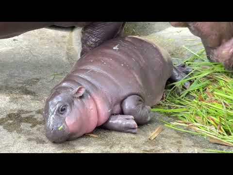Adorable Baby Hippo Moo Deng in Social Media at Khao Kheow Zoo