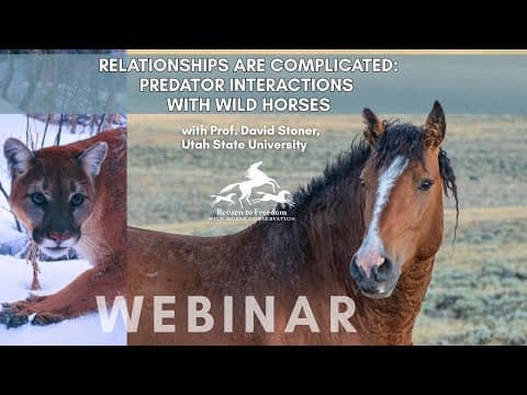 RTF webinar - Relationships are Complicated: Predator Interactions with Wild Horses, Nov. 18, 2025