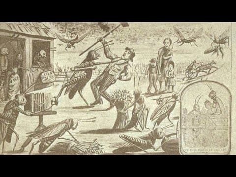 The Rocky Mountain locust swarm