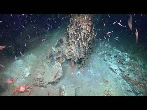 Serendipitous Discovery | Searching for New Species in the South Sandwich Islands