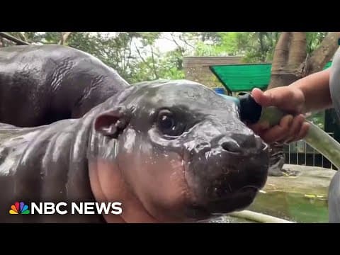 Baby hippo named Moo Deng becomes viral sensation