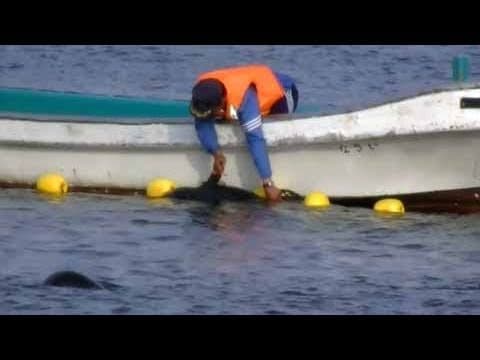 Cove Guardian Scott West in Taiji, May 4, 2011