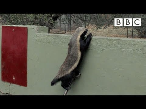 Stoffel, the Honey Badger That Can Escape From Anywhere - BBC