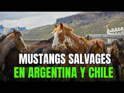 El Misterio de los CABALLOS SALVAJES en Sudamérica (Los Baguales)