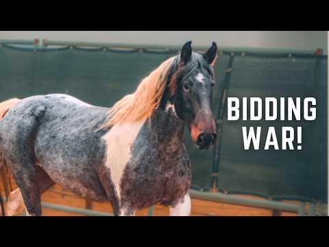 This WILD mustang sold for $15K! - Crazy Horse Auction!