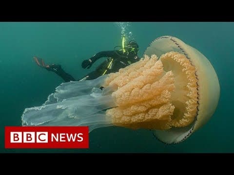 The giant Nomura's jellyfish