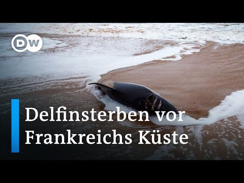 Frankreich: Delfinsterben durch Fischernetze | Fokus Europa