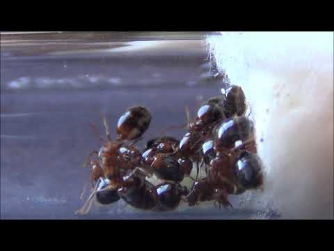The red imported fire ant