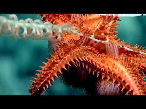 Corals in Concert: 2017 Deep-Sea Symphony