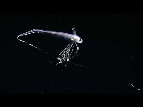 Understanding a Changing World | Animals as Living Bioreactors | Wrap-up, Part 1