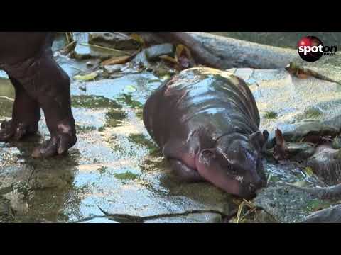 Viral baby hippo: Zoo visitors love Moo Deng
