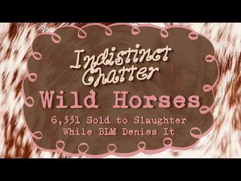 Wild Horses: 6,331 Sold to Slaughter While BLM Denies It | Indistinct Chatter