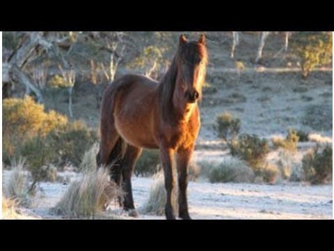 Brumby cull backflip divides communities across New South Wales and Victoria