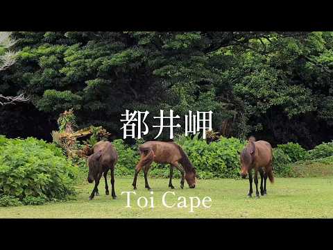 宮崎県観光 在来馬の御崎馬 都井岬 Miyazaki Prefecture Tourism: Misaki Horses (Native Breed) - Cape Toi - Japan