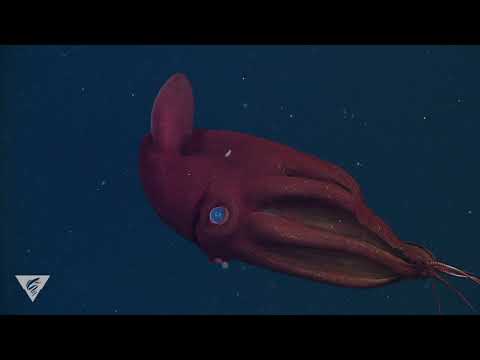 Deep relaxation: Spend a few minutes chilling with the vampire squid